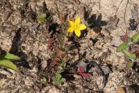 Hypericum humifusum