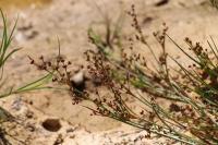 Juncus articulatus