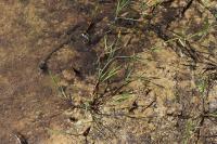 Alopecurus geniculatus