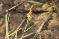 Alopecurus geniculatus