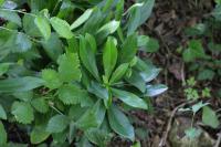 Daphne laureola