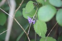Ballota nigra