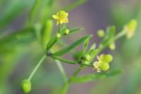 Ranunculus sceleratus
