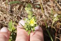 Potentilla neglecta