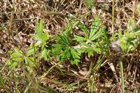 Potentilla neglecta