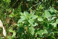 Mentha arvensis