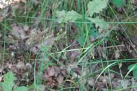 Carex divulsa