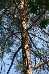 Pinus sylvestris
