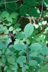 Lonicera xylosteum