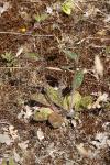 Hieracium maculatum
