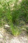 Juncus tenuis