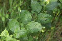 Euonymus latifolius