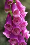 Digitalis purpurea