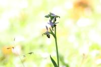 Ophrys apifera