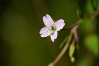 Epilobium montanum