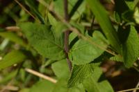 Epilobium montanum