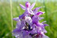 Dactylorhiza maculata
