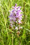Dactylorhiza maculata