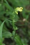 Melampyrum pratense