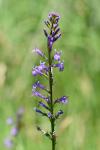 Lobelia urens
