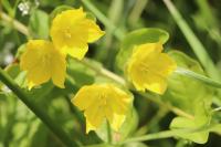 Lysimachia nummularia