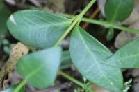 Vinca minor