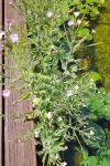 Epilobium palustre