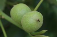 Juglans regia