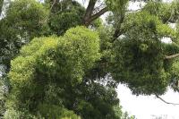 Viscum album