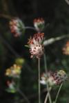Anthyllis vulneraria