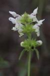 Stachys recta
