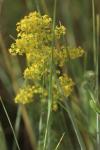 Galium verum