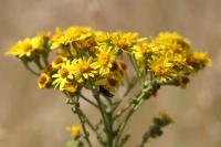 Jacobaea vulgaris