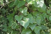 Dioscorea communis