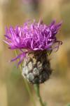 Centaurea jacea