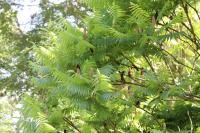 Rhus typhina