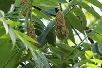 Rhus typhina