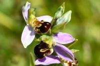 Ophrys apifera