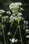 Valeriana officinalis