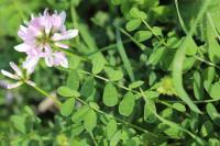 Coronilla varia