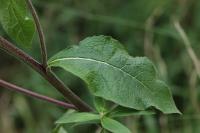 Inula conyzae