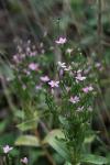 Centaurium erythraea