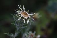 Carlina vulgaris