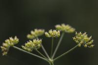 Silaum silaus