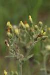 Andryala integrifolia