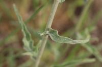Andryala integrifolia