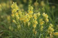 Linaria vulgaris