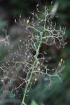 Lactuca muralis