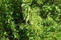 Prunus domestica