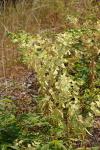 Euphorbia lathyris